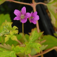 Geranium yoshinoi